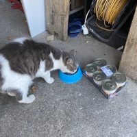 photo de livraison pour Les chats Port-Saint-Louisiens