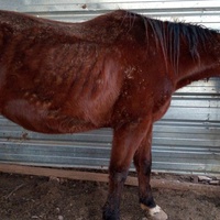 photo de livraison pour Equi-Libre : Droit à la Retraite Equine