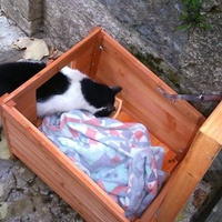 photo de livraison pour Ecole du Chat d’Arbois