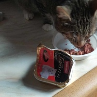 photo de livraison pour A Pas De Chats