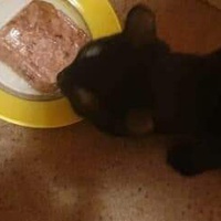 photo de livraison pour Les Chats-Pitresdelavi-Ste