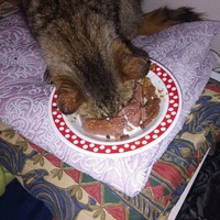 photo de livraison pour Protect Cat