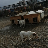 photo de livraison pour Animals voice Macedonia