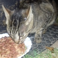 photo de livraison pour Pour l'Amour des Chats