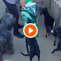 photo de livraison pour Udruženje za zaštitu životinja "Pongo"