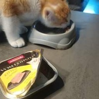 photo de livraison pour Les Pattes de l'Espoir 