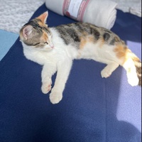 photo de livraison pour Les chats de l'Indifférence