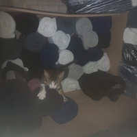 photo de livraison pour Les Chats de la Tour