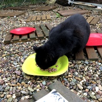 photo de livraison pour Chat Libre de l'Ile du Ramier