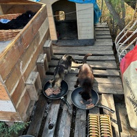 photo de livraison pour Les chats Port-Saint-Louisiens