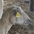 photo animal