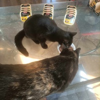 photo de livraison pour Stérilcat 80