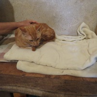 photo de livraison pour Vallée des Chats