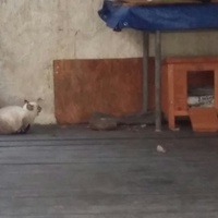 photo de livraison pour Chats cerbériens