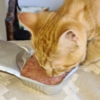 photo de livraison pour École du chat libre du Bocage bressuirais