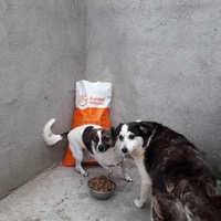 photo de livraison pour Speranta Pentru Animale