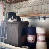 photo de livraison pour Les chats Port-Saint-Louisiens
