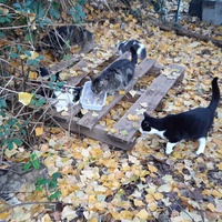 photo de livraison pour Chats Sans Toit 54