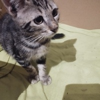 photo de livraison pour Cat Miaou