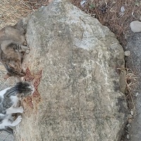 photo de livraison pour L'Ecole du Chat Istreen