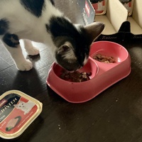 photo de livraison pour Association C.A.T.S. Chat Animal Terrien Solidarité