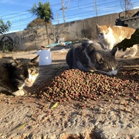 photo de livraison pour Kawthar Maree