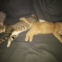 photo de livraison pour Les Fées AnimO