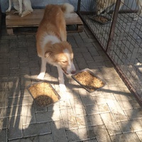 photo de livraison pour Civic Initiative Kane Korzo Skopje