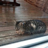 photo de livraison pour Pour l'Amour des Chats
