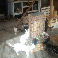 photo de livraison pour Help Adopt Moroccan Animals