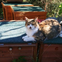 photo de livraison pour Amis des Chats de Port-Vendre