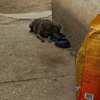 photo de livraison pour Lina's animal rescue
