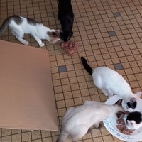 photo de livraison pour Collectif Sauvetage Chatons