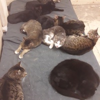 photo de livraison pour Les Amis de Michouette