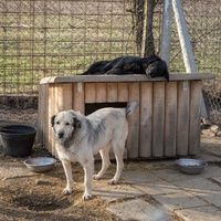 photo de livraison pour Azil Bella