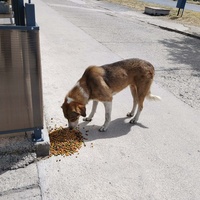 photo de livraison pour Civic Initiative Kane Korzo Skopje