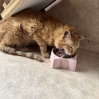 photo de livraison pour Les Chats de Marsillargues