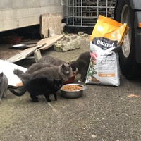 photo de livraison pour Castel Cats