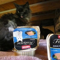 photo de livraison pour Jardin des Chats