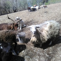 photo de livraison pour Ulyan