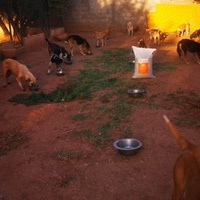 photo de livraison pour Help Adopt Moroccan Animals