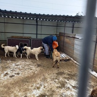 photo de livraison pour Associtia Axi Hope Romania