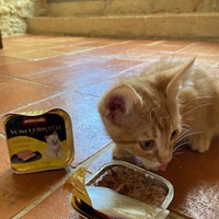 photo de livraison pour Les Chats libres de Fleurance
