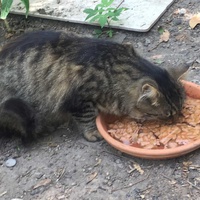 photo de livraison pour Les Chats Perchés de Mirmande