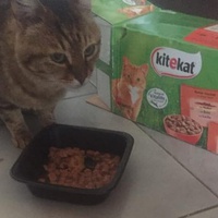 photo de livraison pour Castel Cats