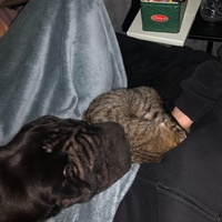 photo de livraison pour SOS Chats en Détresse