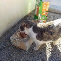 photo de livraison pour Les chats Port-Saint-Louisiens