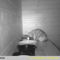 photo de livraison pour Jardin des Chats