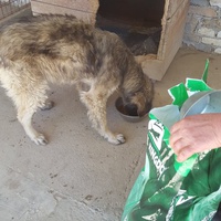 photo de livraison pour Udruženje za zaštitu životinja "Pongo"