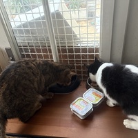 photo de livraison pour Chat Gratouille